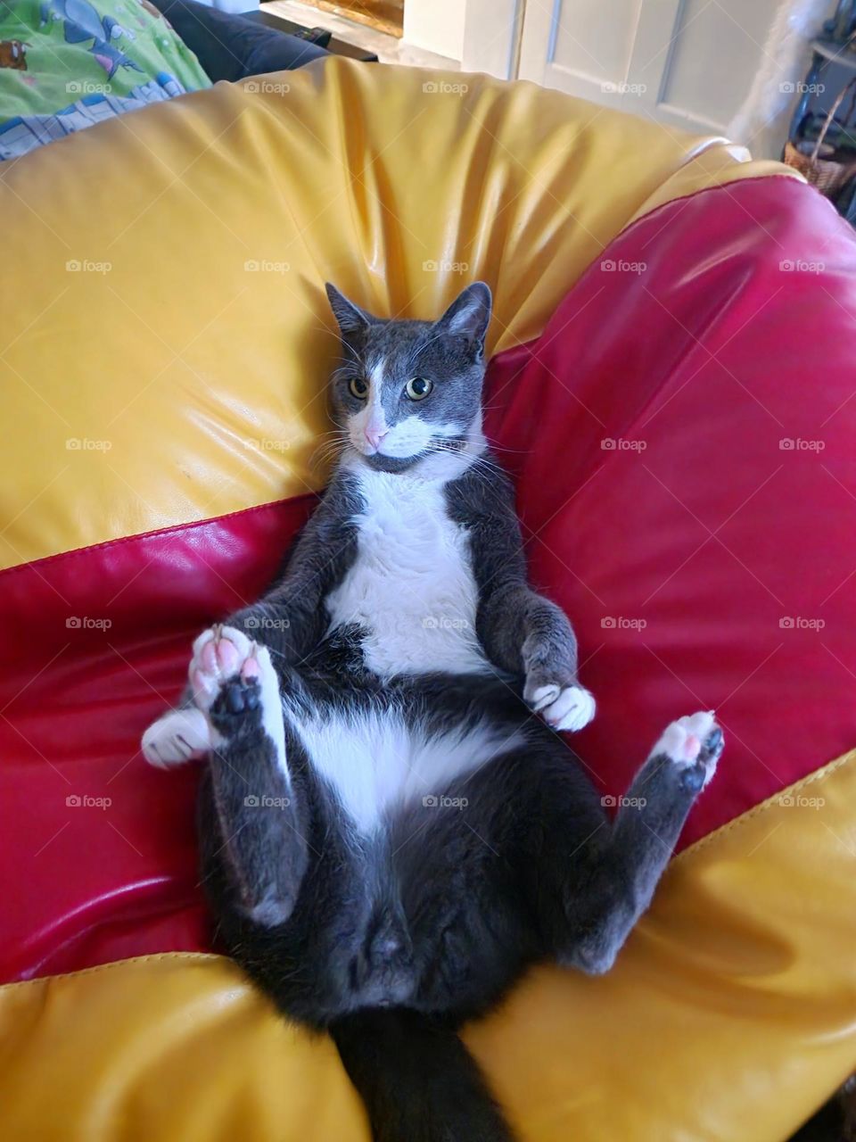 relaxed cat