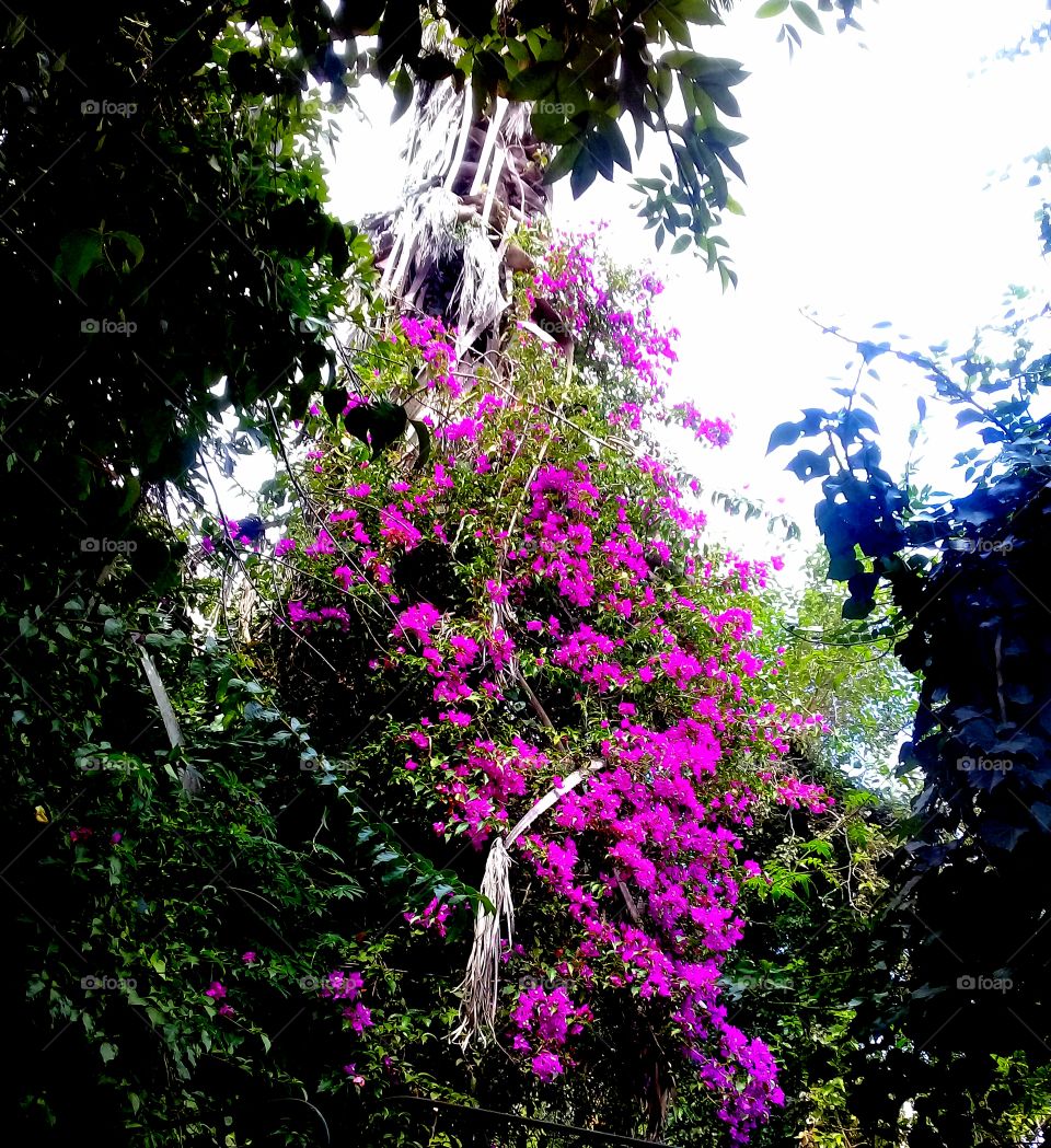 vista de una planta trepadora totalmente cubierta de flores muy vistosas de color púrpura.