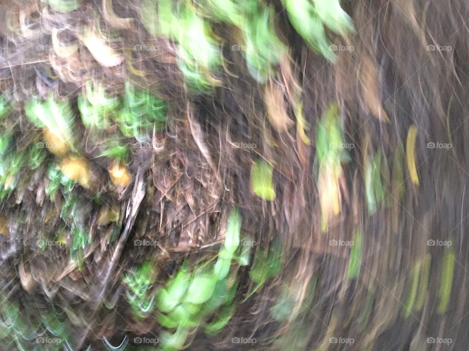 Nature blur
Forrest floor