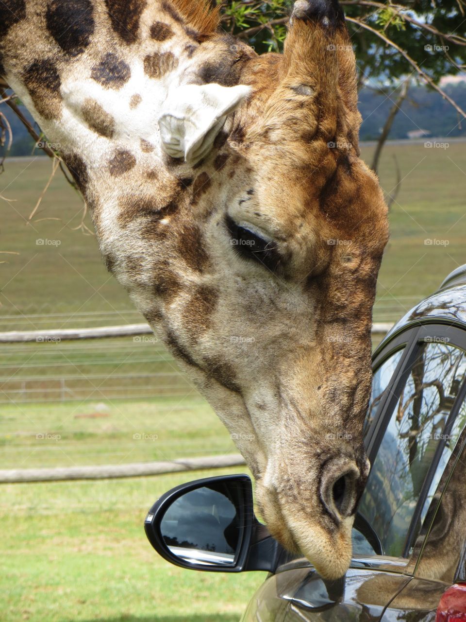 Gambit the giraffe trying to make me stay 