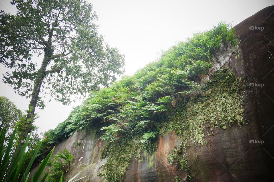 Moss and fern on the cliff