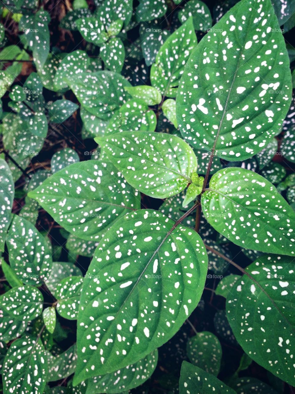 green leaf with white dots