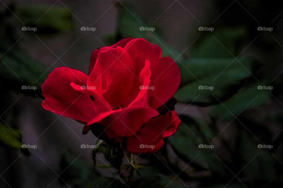 The Deep Red Flower