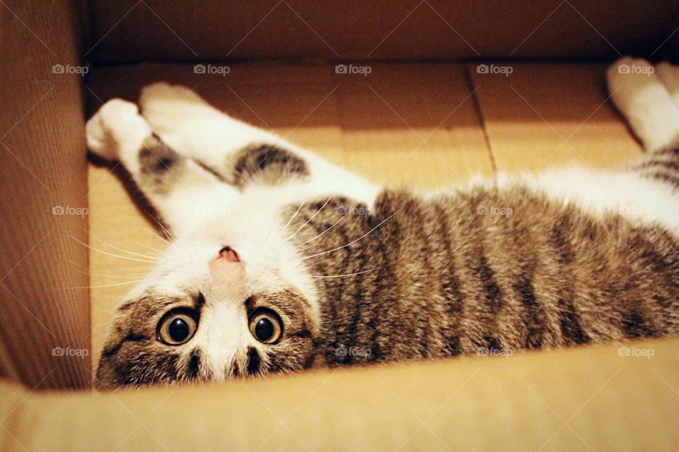 A cute cat in a box.