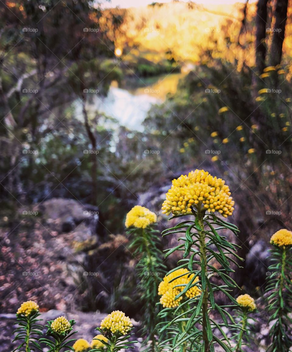 Australian wild flowers in the bush at Bobbin Head