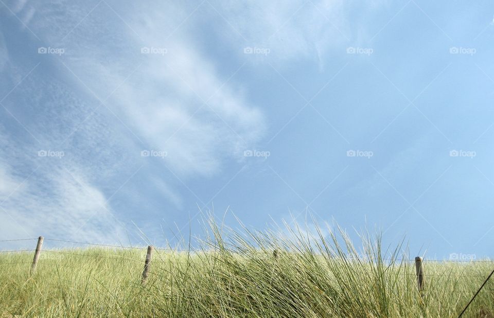 Grass on dunes in blue sky