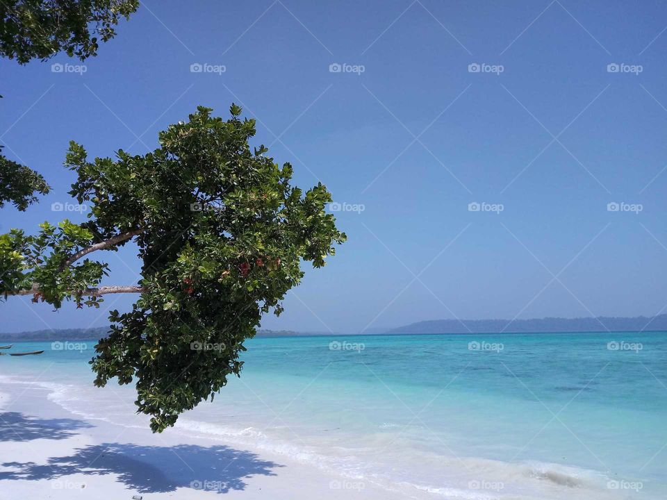 beautiful beach with a tree