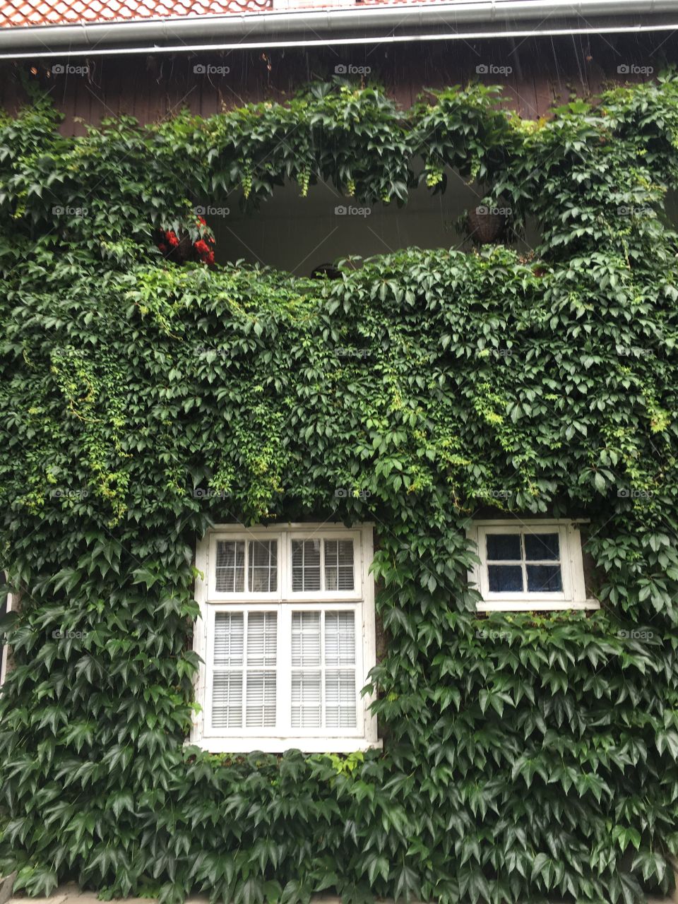 Ivy, House, Garden, Leaf, No Person