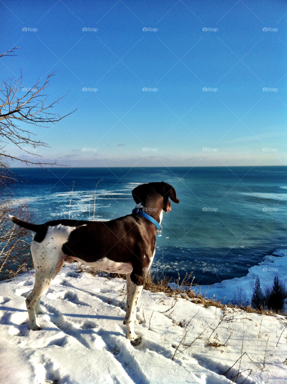 pointer lake michigan shorthaired cudahy wi by doug414