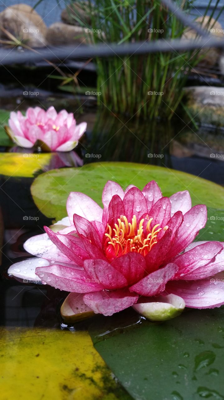 Lotus, Pool, Flower, Lily, Garden