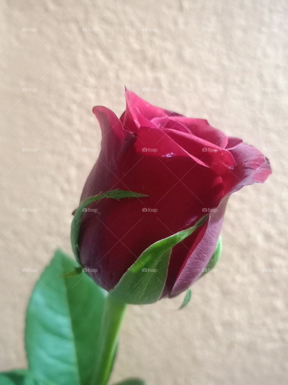Valentine Rose