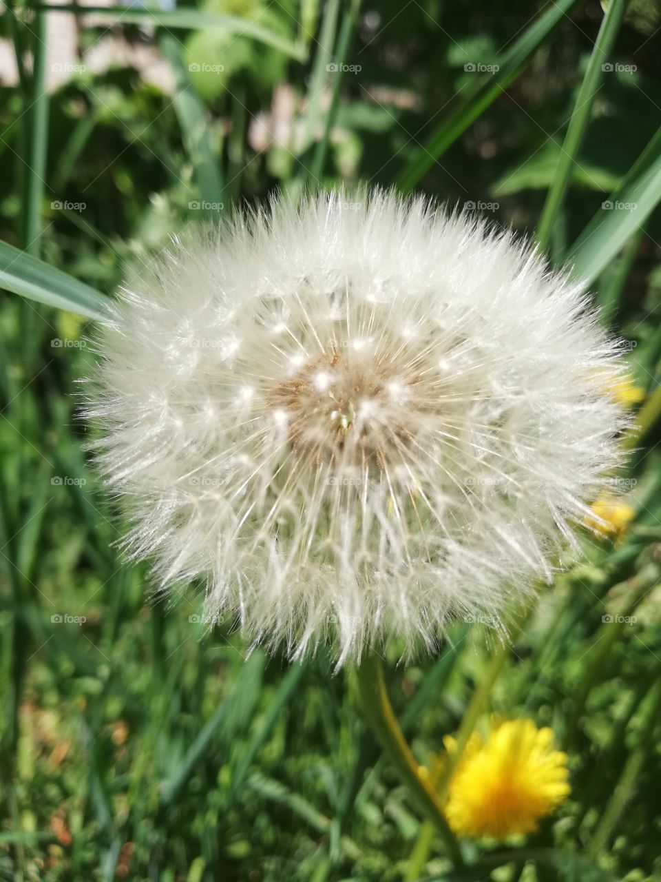 Одуванчик. Кострома, Россия