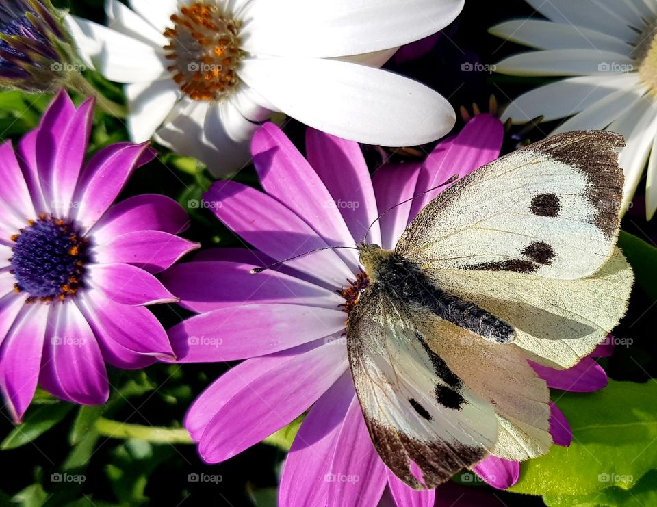 cabbage white butterfly on a pink gerbera