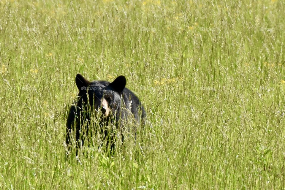 Black bear in a field of tall grass