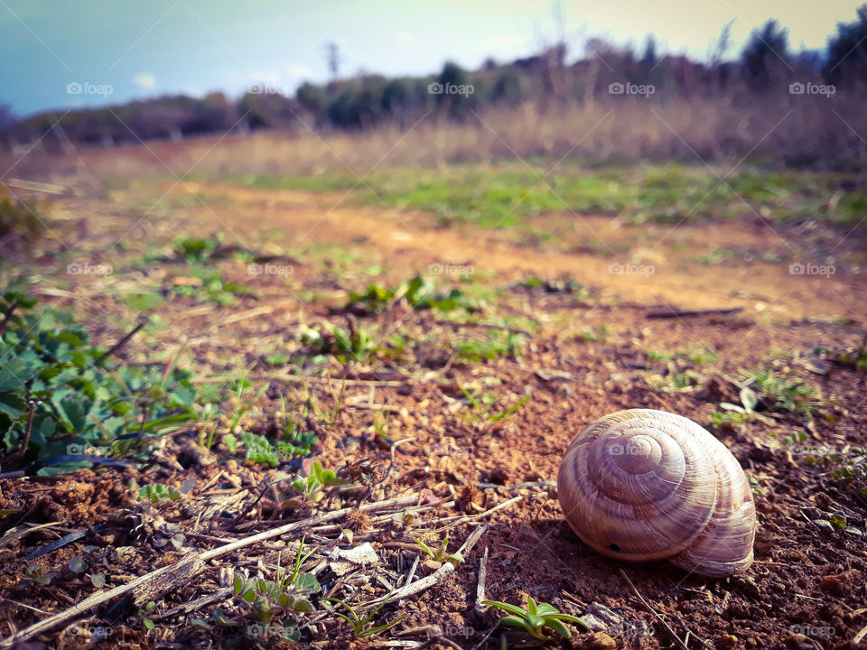 snail on the trail
