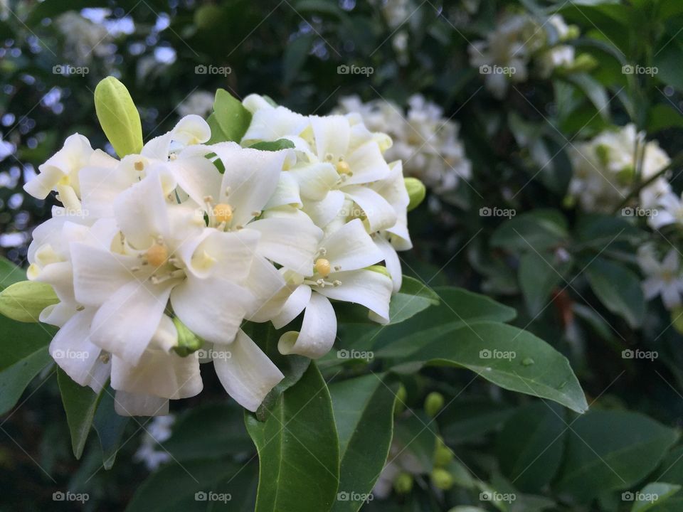 The white flower 