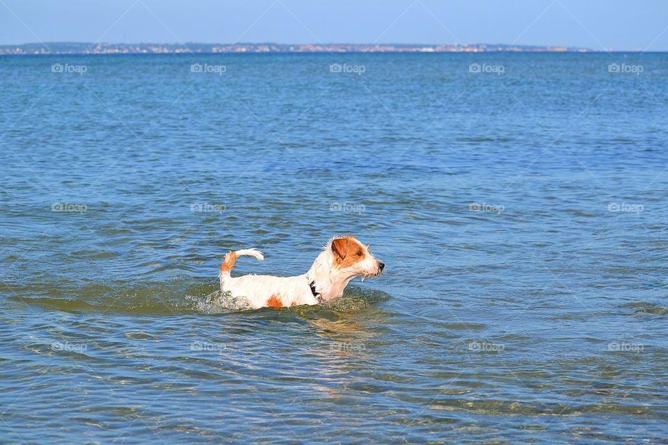 Dog in the ocean