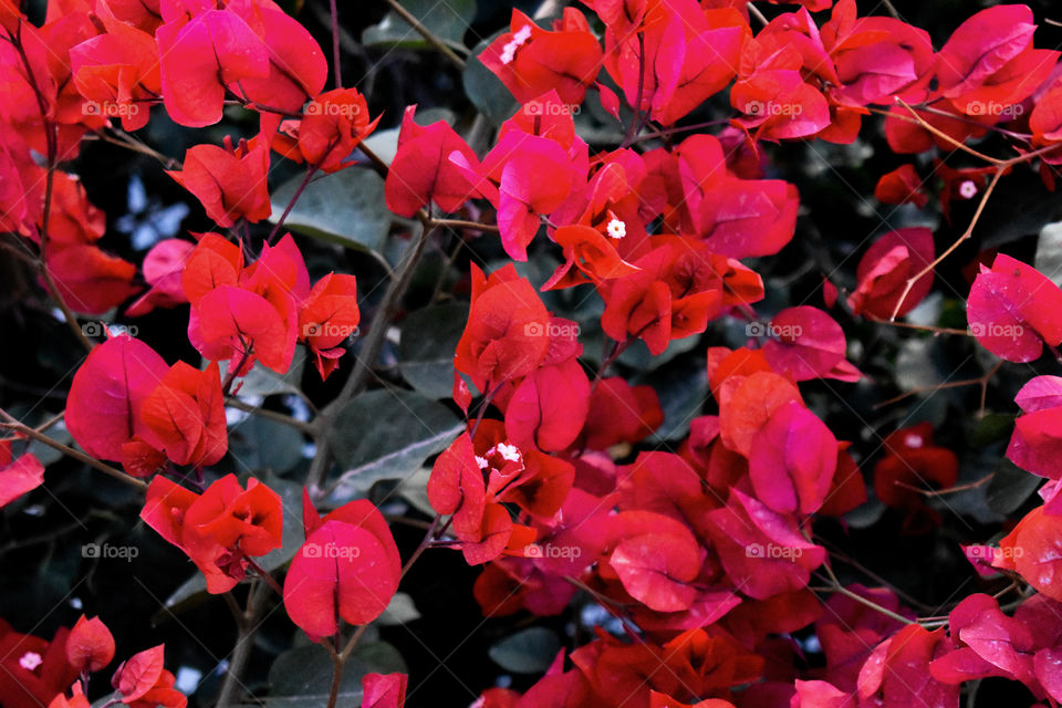 Bougainvillea