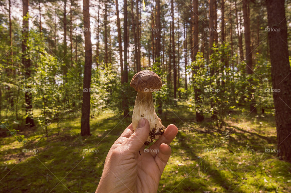 White mushroom, boletus