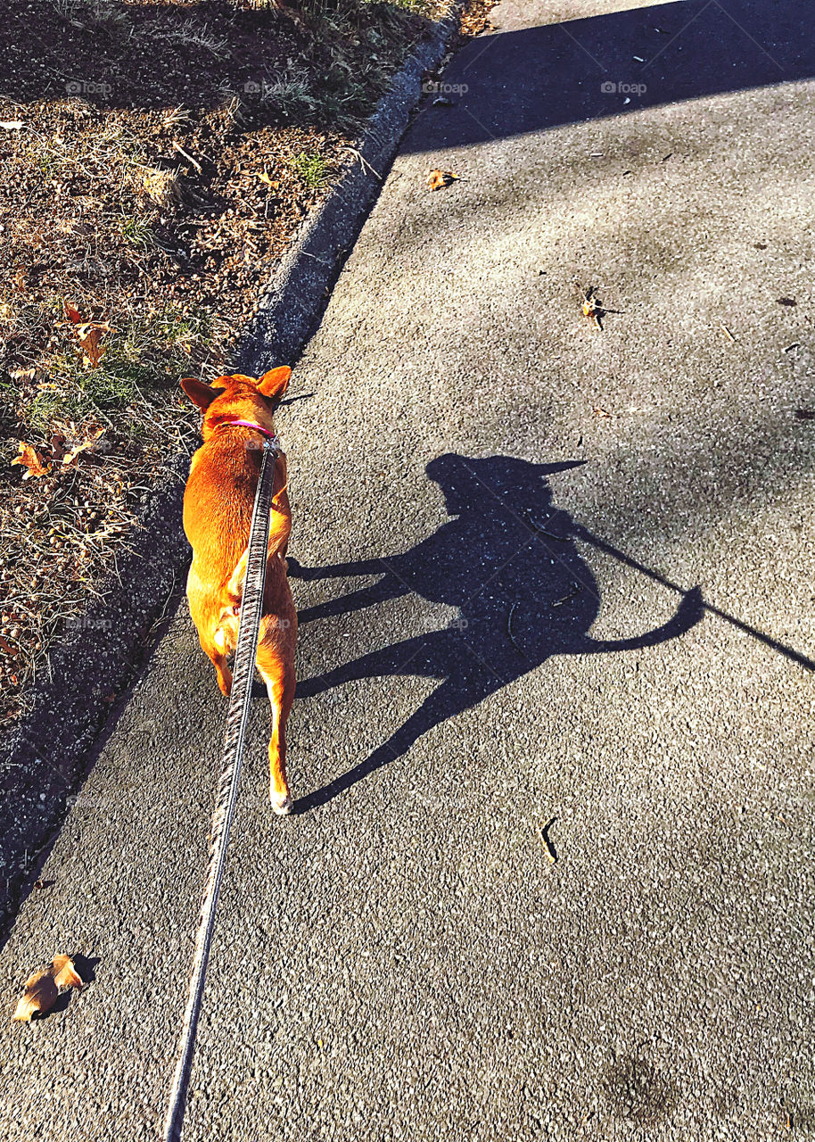 Shadow on the road 