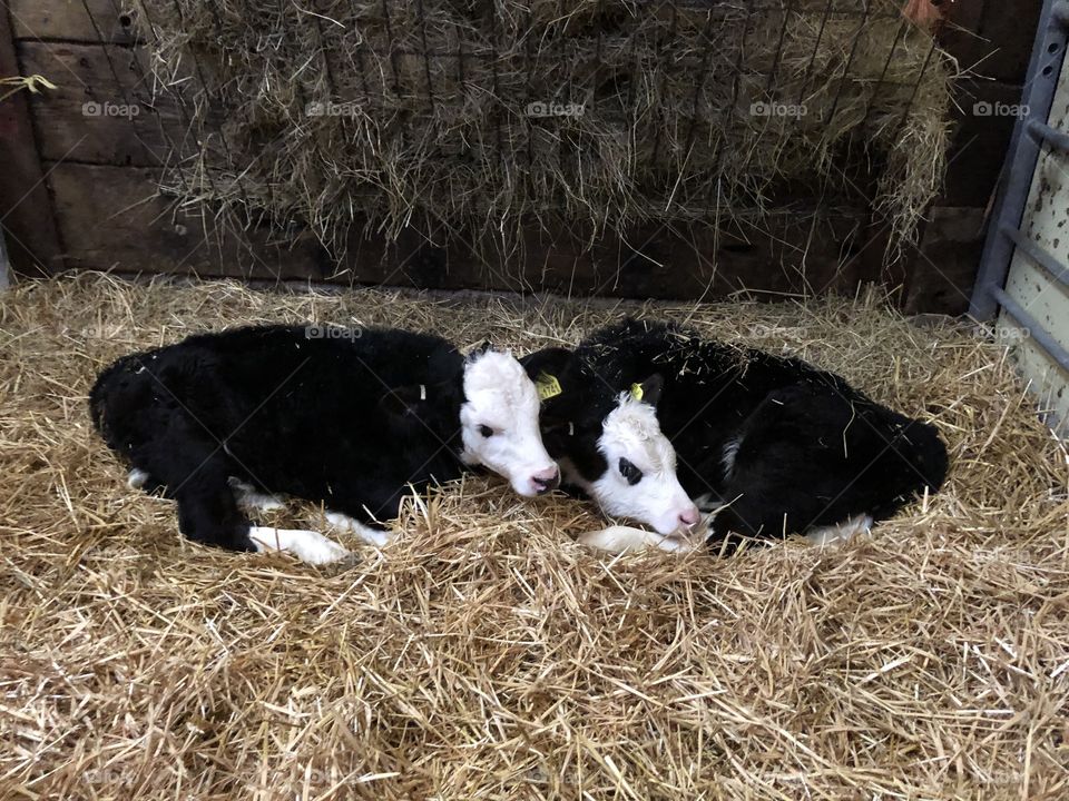 Christmas nativity cute calfs at Lisvane farm Cardiff