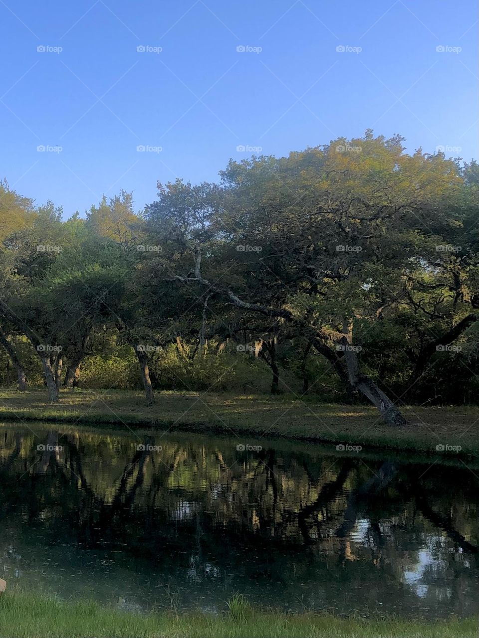 Our pond was shining in the evening light last night- loved it’s reflection against the blue sky. 