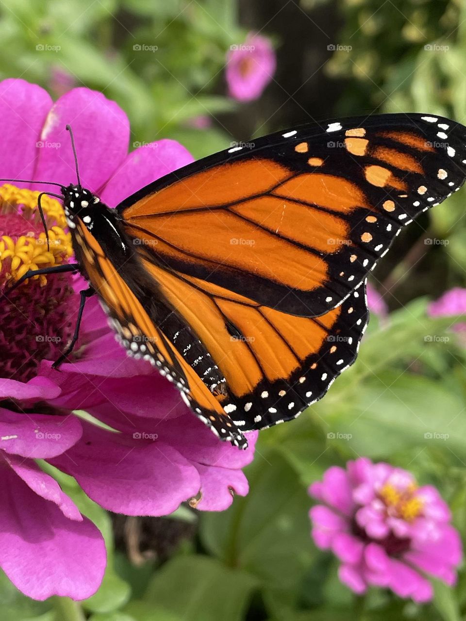 Butterflies are free