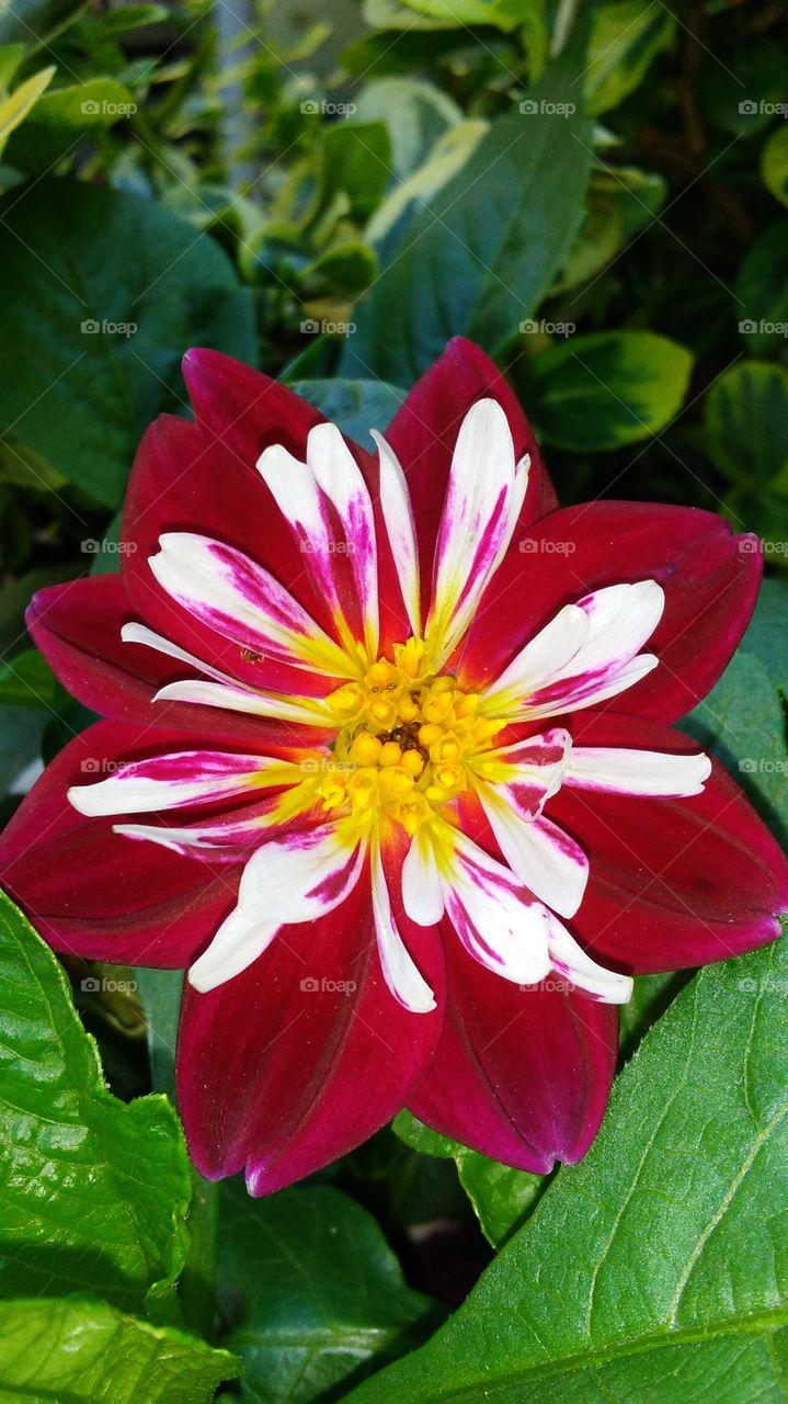 Nature, Flower, Flora, Garden, Summer