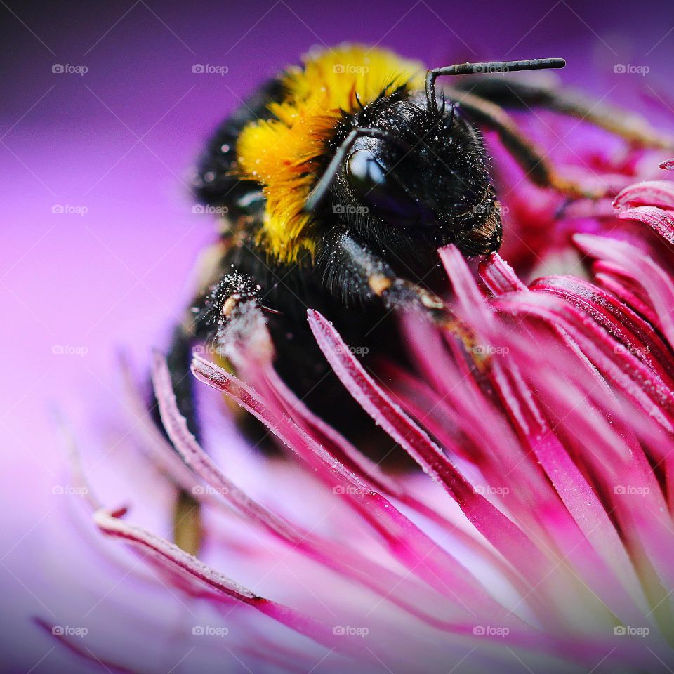 Biene in einer lila Blüte