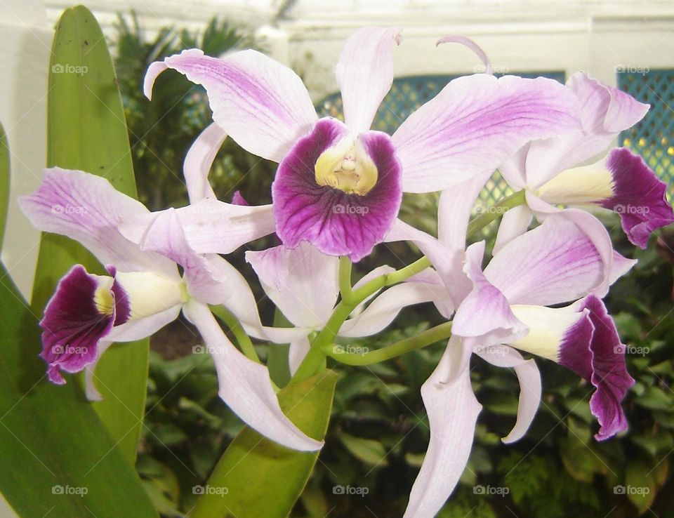 Beautiful flower With a Gnome face inside