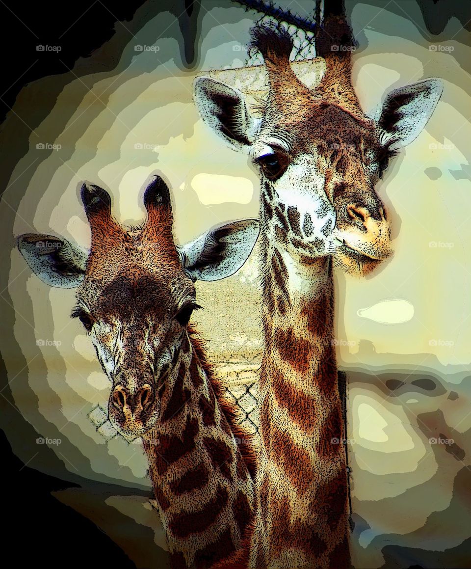 Two heads are better than one, two giraffes standing close, not what it seems, confusing photography, playing tricks with the eyes