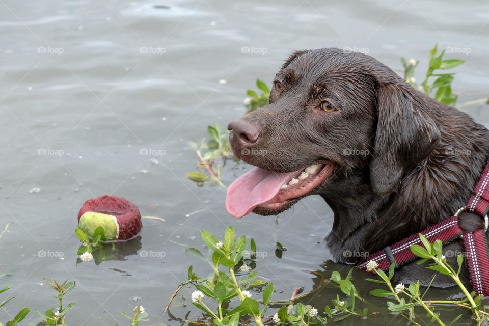 Foap, Dogs of the USA: A chocolate Labrador retriever loves playing fetch in pond with her ball. 