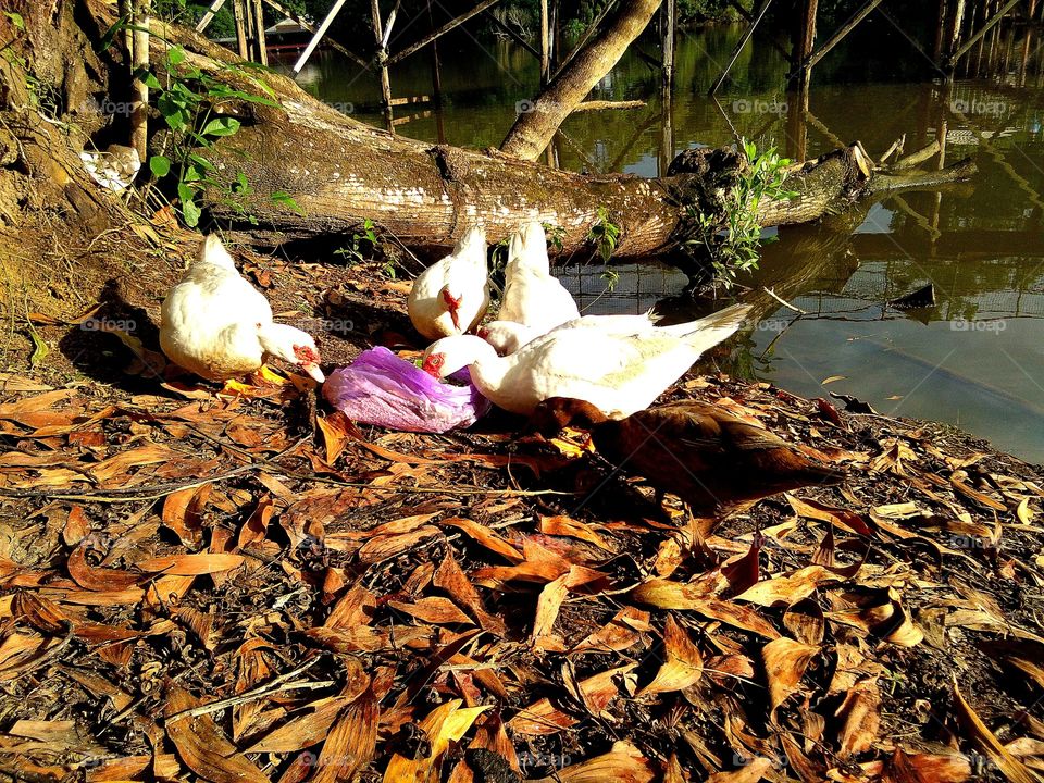 feeding the duck near the wild pond