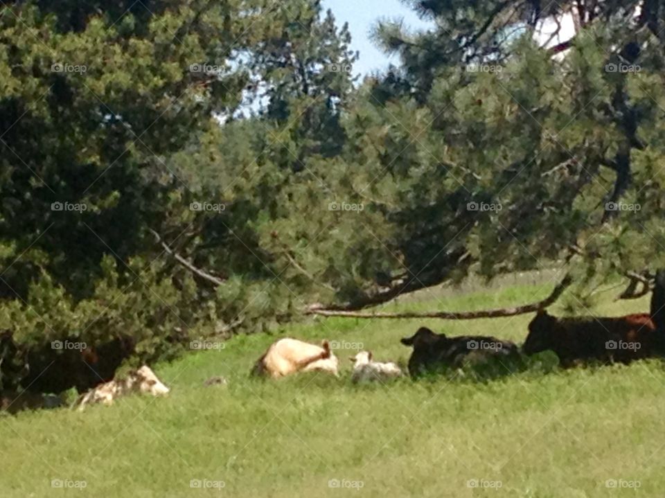 Summer Grazing