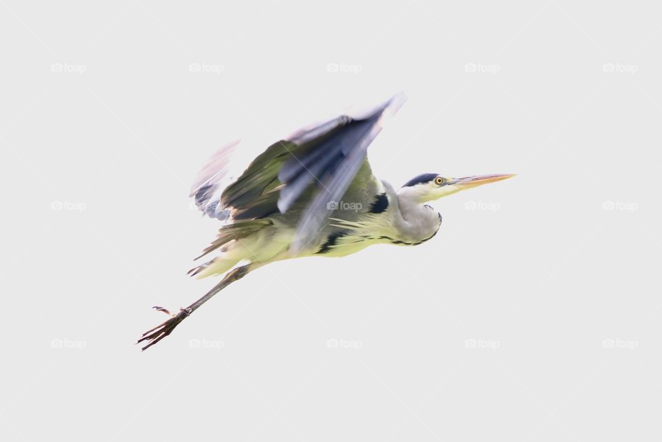 Gray heron in flight 