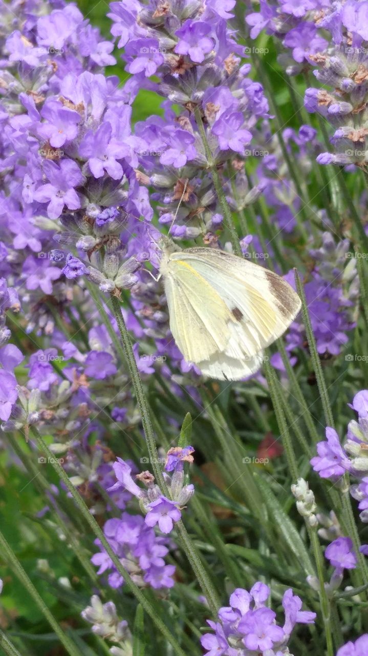 White butterfly on lavander