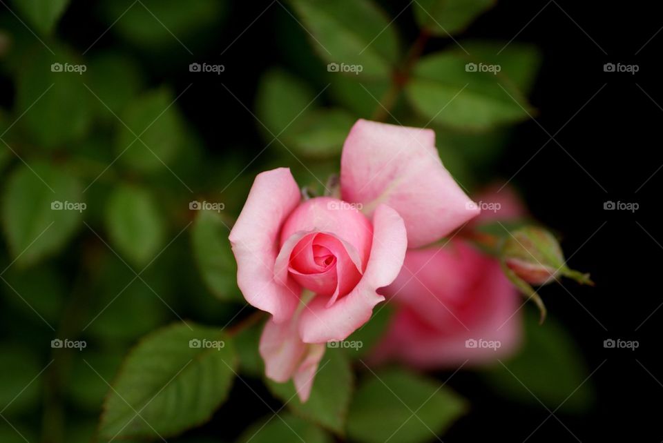 Pink rose
