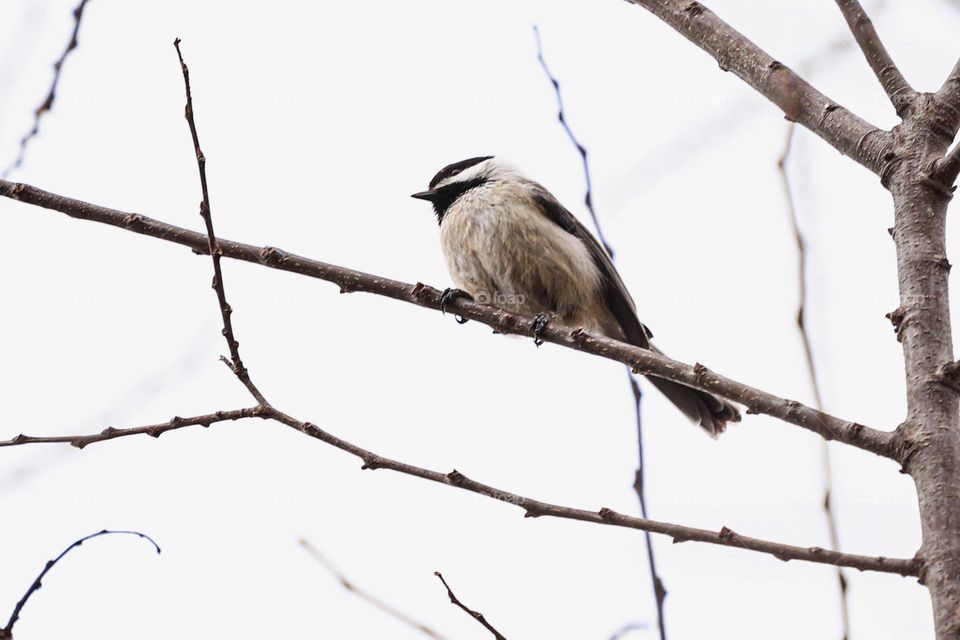 Black and white bird in tree