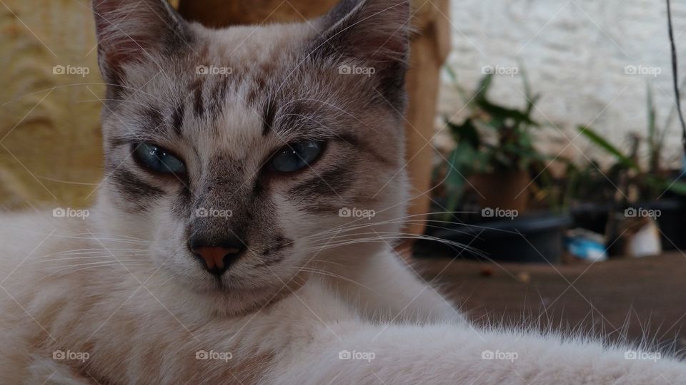 A carinha do gatinho.