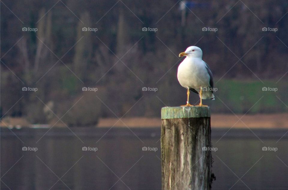 Front view of a seagull on wooden post