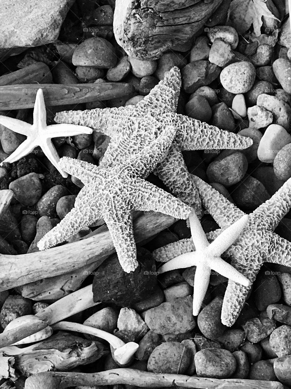 Black and white photo starfish 