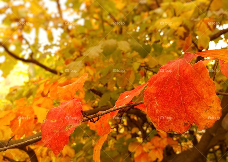 Autumn leaves in Kyiv botanic park.