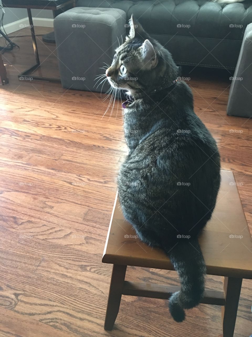 Roxy The Cat sitting on a stool.