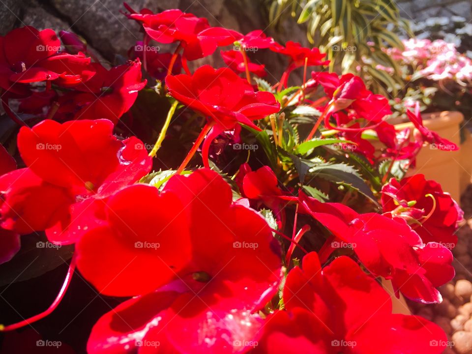 Beautiful red flowers