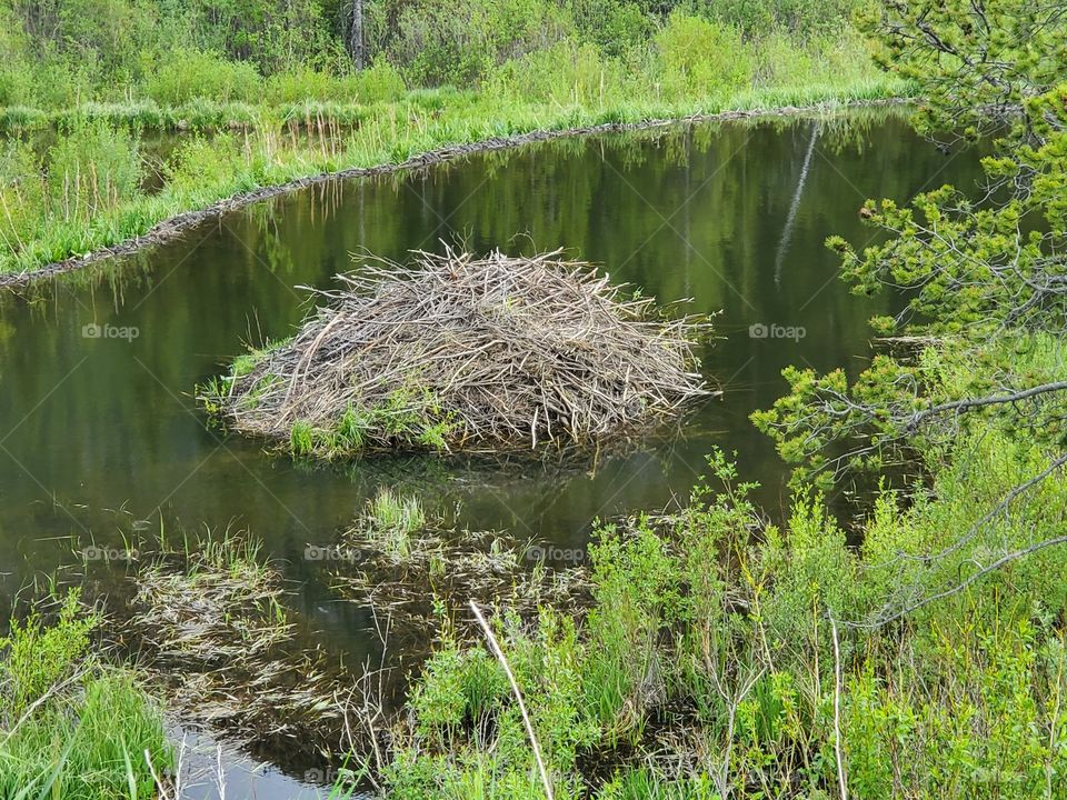 beaver dam