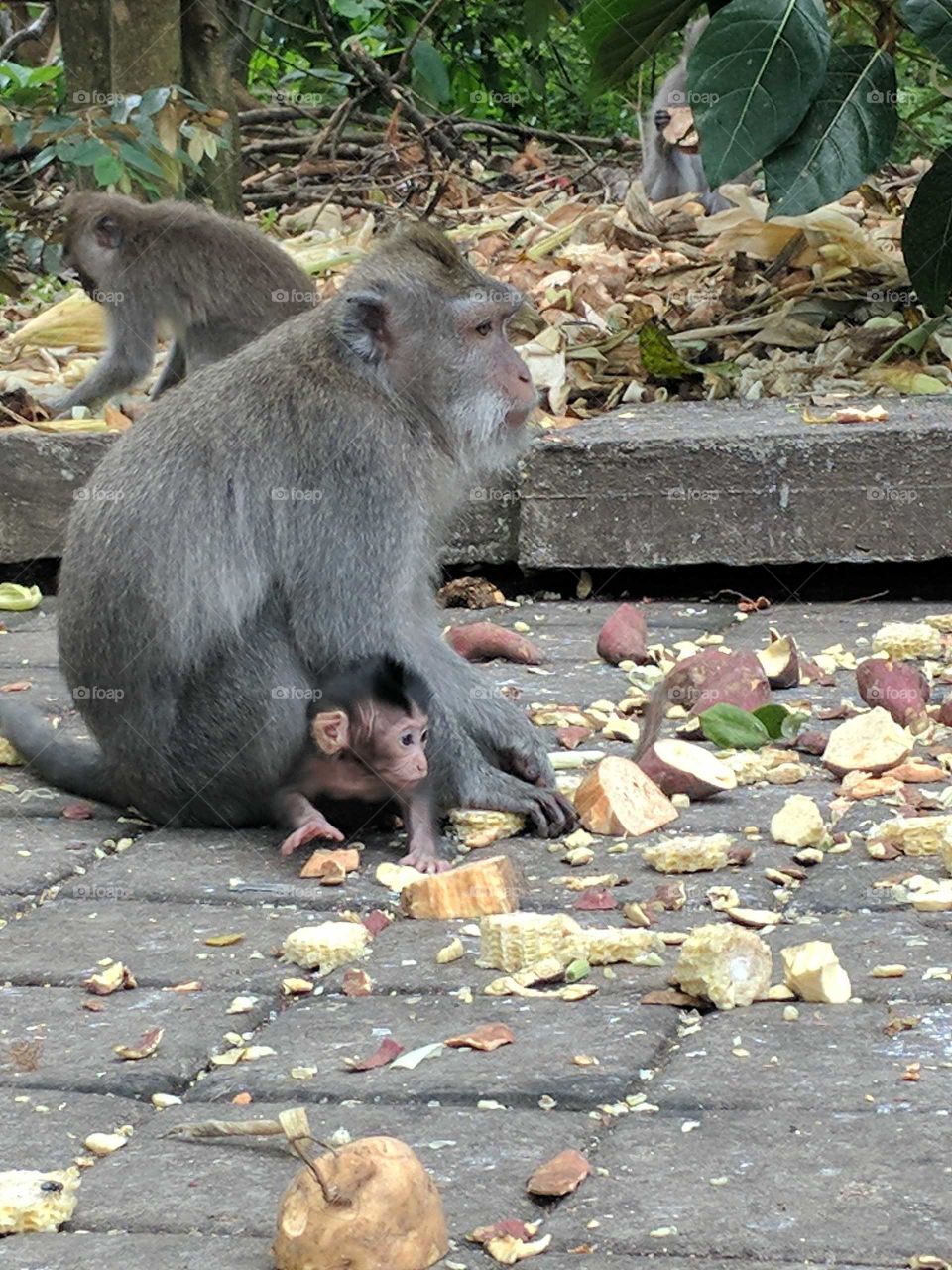 monkeys life 🐒 Ubud monkey forest