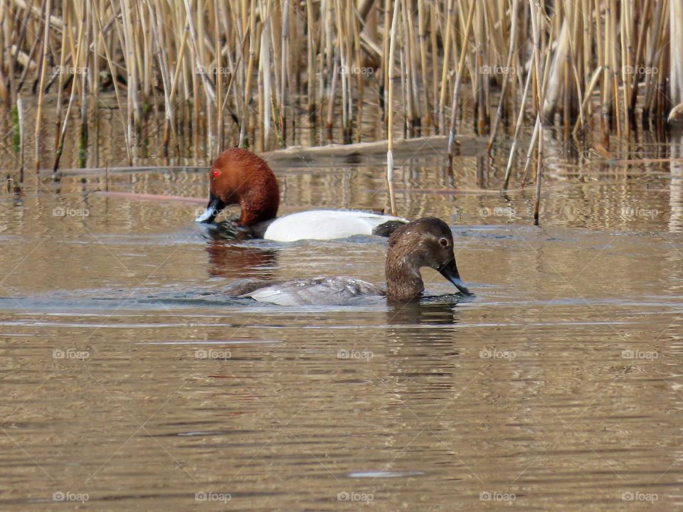 Red-headed Pochards