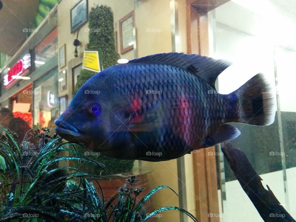 Fish in aquarium 