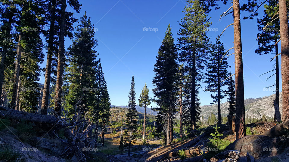 View of trees in forest