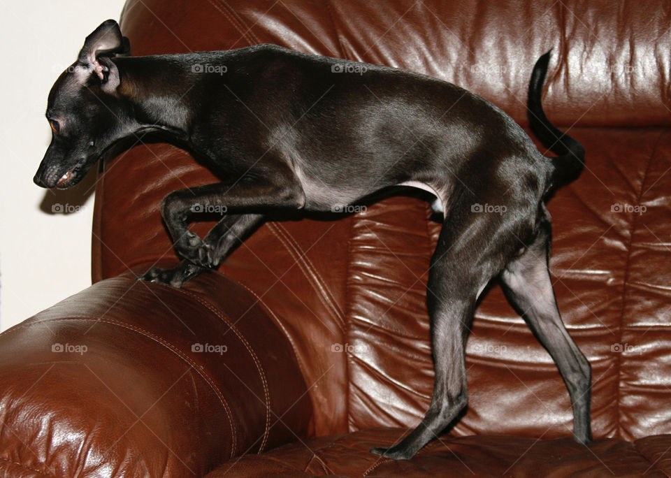 Dog Italian Greyhound 